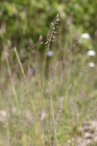 Poa compressa iNat (2)