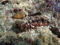 Holothuria cinerascens