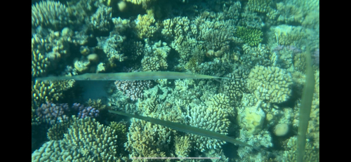 Fistularia commersonii
