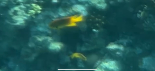 Pomacentrus sulfureus