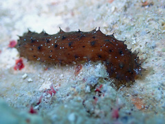 Holothuria difficilis