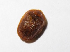 Hypocassida subferruginea