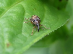 Nanophyes marmoratus