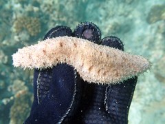 Holothuria pardalis