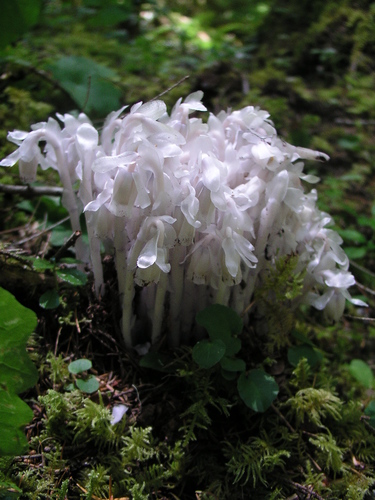 Monotropa uniflora iNat (2)