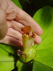 Costus malortieanus