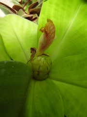 Costus malortieanus