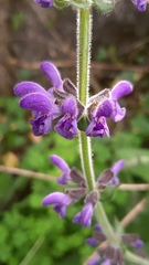 Salvia sclareoides