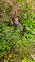 Salvia sclareoides