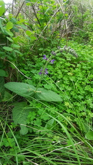 Salvia sclareoides