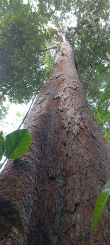 Dinizia excelsa, photograph 1