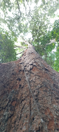 Dinizia excelsa, photograph 2