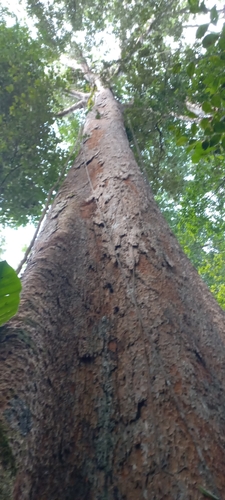 Dinizia excelsa, photograph 3
