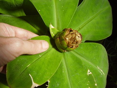 Costus malortieanus