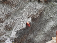 Dysdercus evanescens