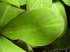 Costus malortieanus