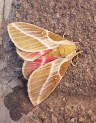 Syssphinx raspa