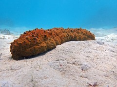 Stichopus herrmanni