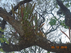 Encyclia