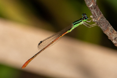 Agriocnemis falcifera