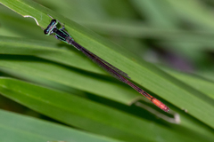 Agriocnemis falcifera