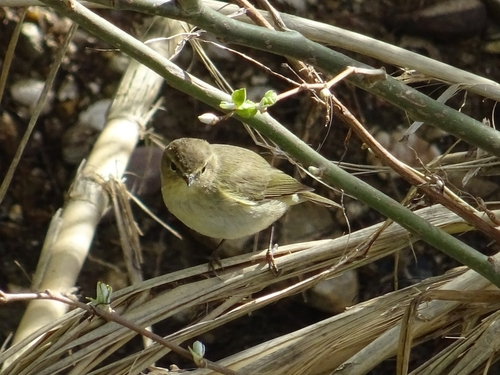 Avistamiento Mosquitero Común