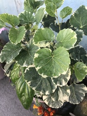 Polyscias scutellaria