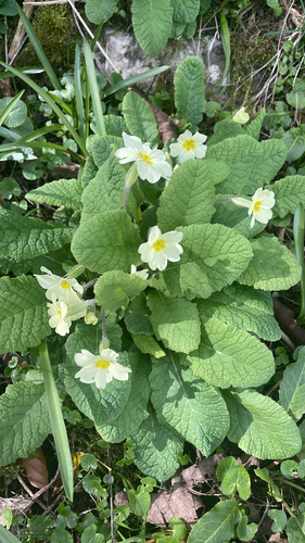 Primrose