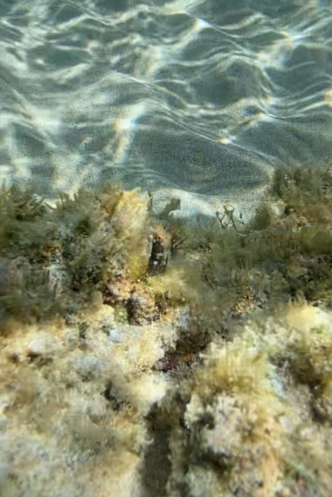 Browncheek blenny (Acanthemblemaria crockeri) — Chaenopsidae