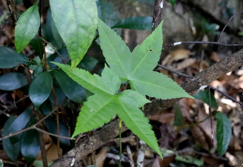 Acer tutcheri, photograph 4