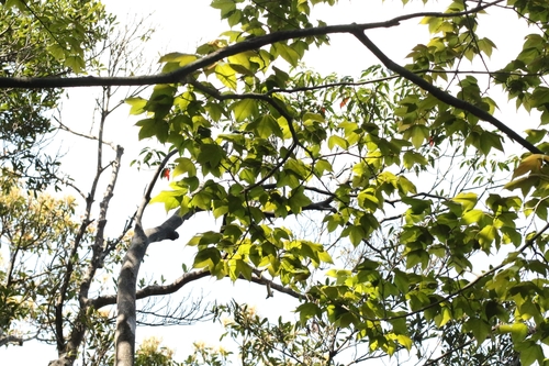 Tutcher's Maple (Acer tutcheri)