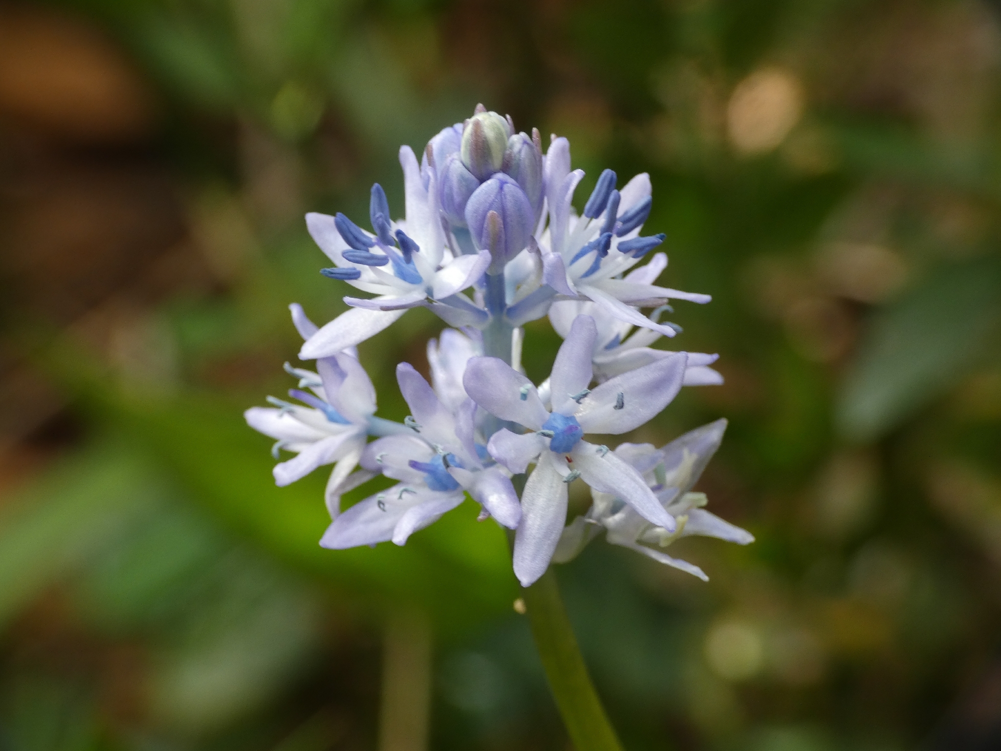 Italian bluebell