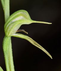 Pterostylis daintreana