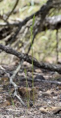 Pterostylis daintreana