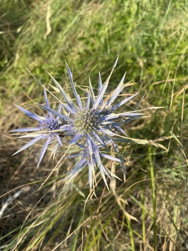 Italian Eryngo (Eryngium amethystinum)