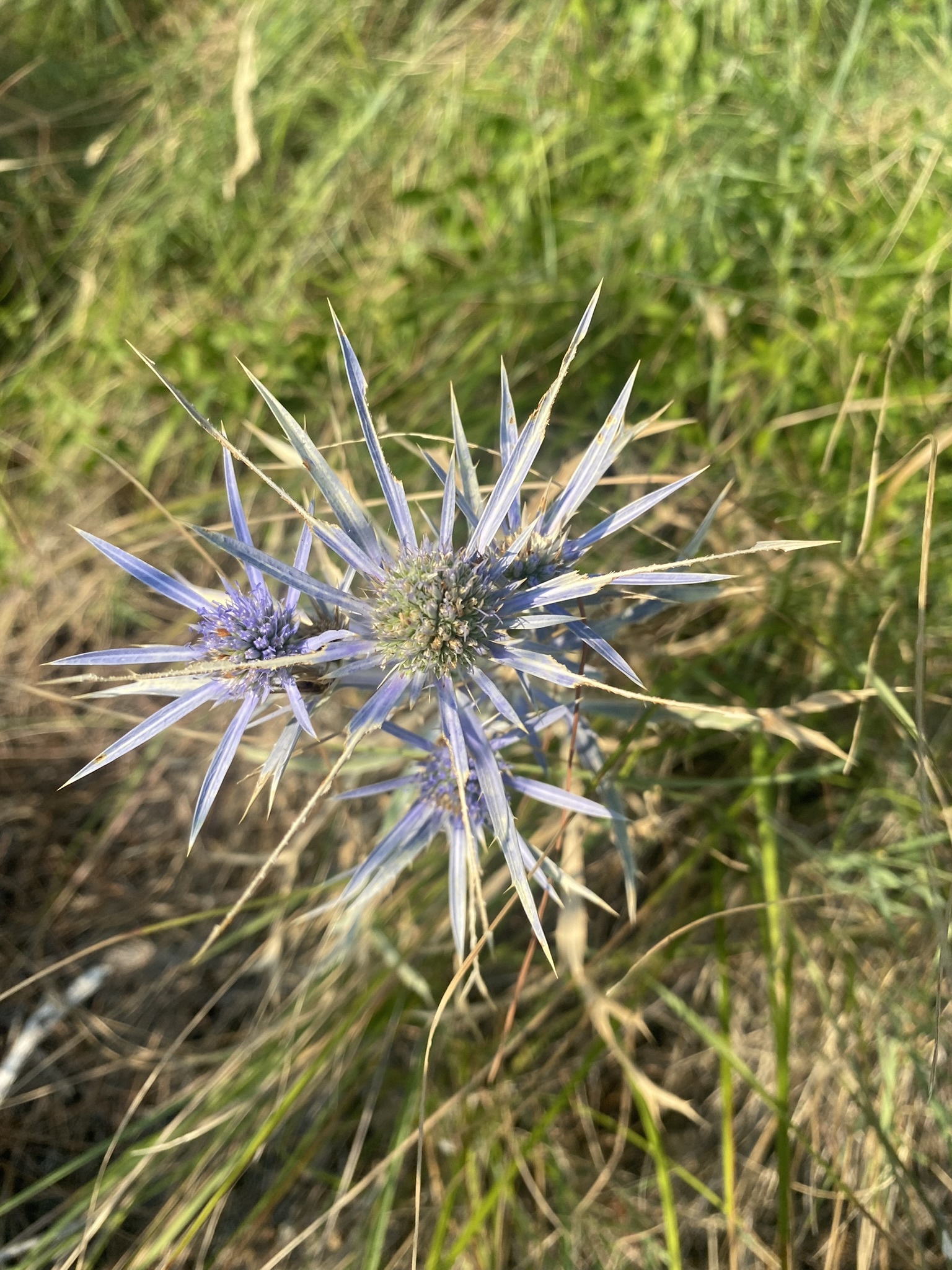 Italian Eryngo (Eryngium amethystinum)
