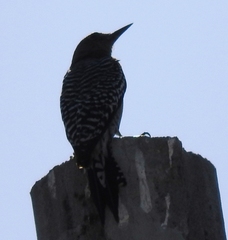 Melanerpes hypopolius