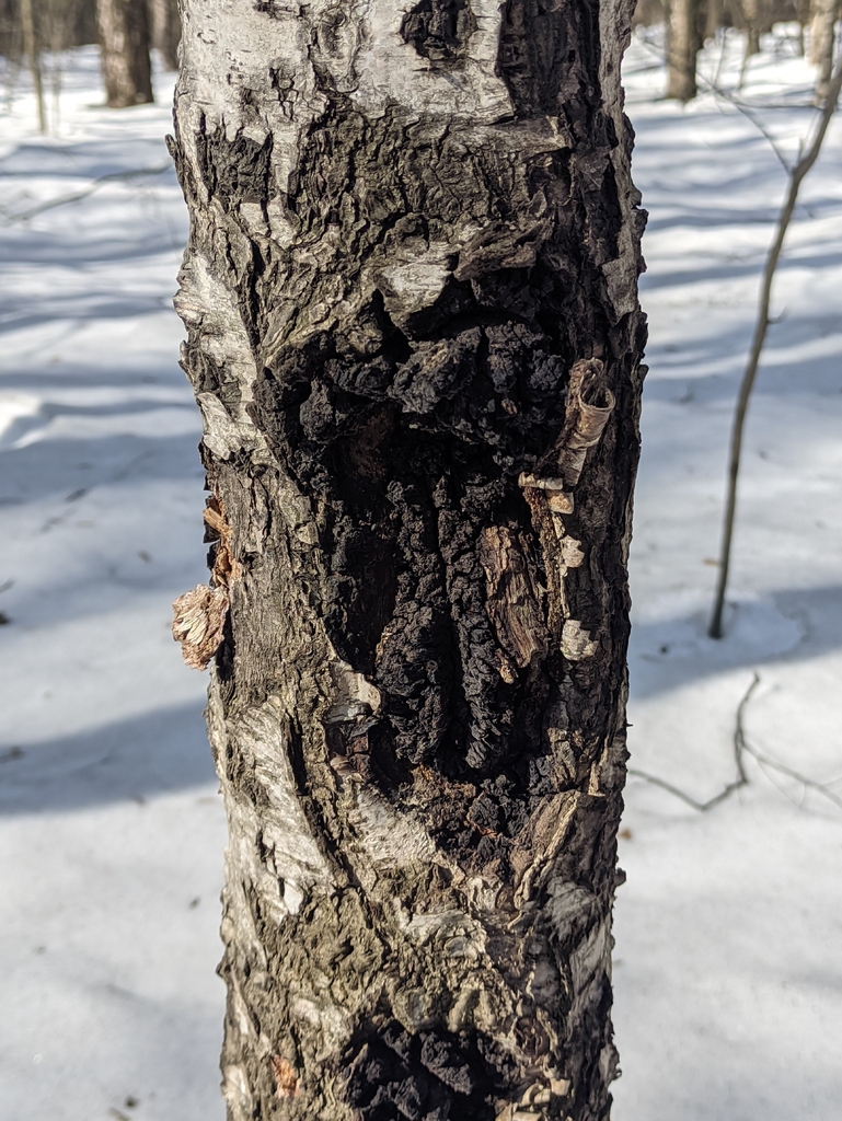 Inonotus obliquus · March 2026 · photo: © naturalist57011 (iNaturalist, cc-by)