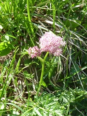 Mutellina purpurea