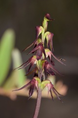 Genoplesium filiforme