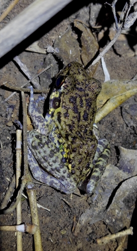Rough-sided frog