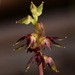 Rufous Midge-Orchid - Photo (c) izakschoon, some rights reserved (CC BY-NC)