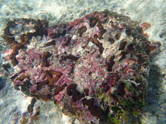 Holothuria difficilis