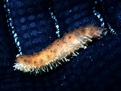 Holothuria difficilis