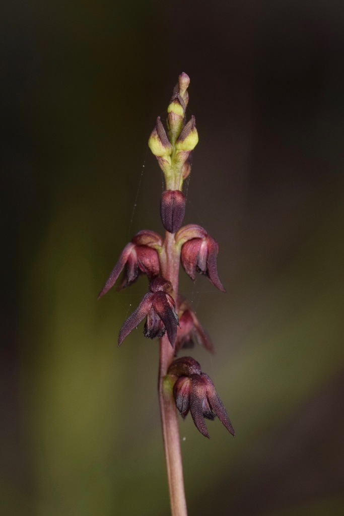 rufous midge-orchid