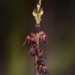 Rufous Midge-Orchid - Photo (c) izakschoon, some rights reserved (CC BY-NC), uploaded by izakschoon