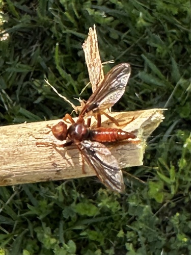Unknown species found near Colorado County, US-TX, US