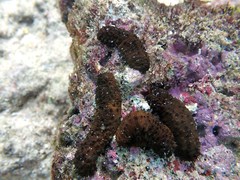 Holothuria difficilis