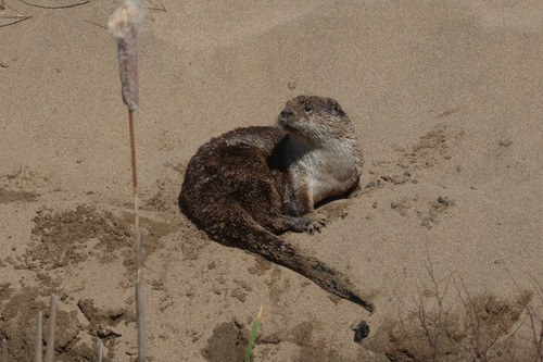 North American River Otter photographed in California
