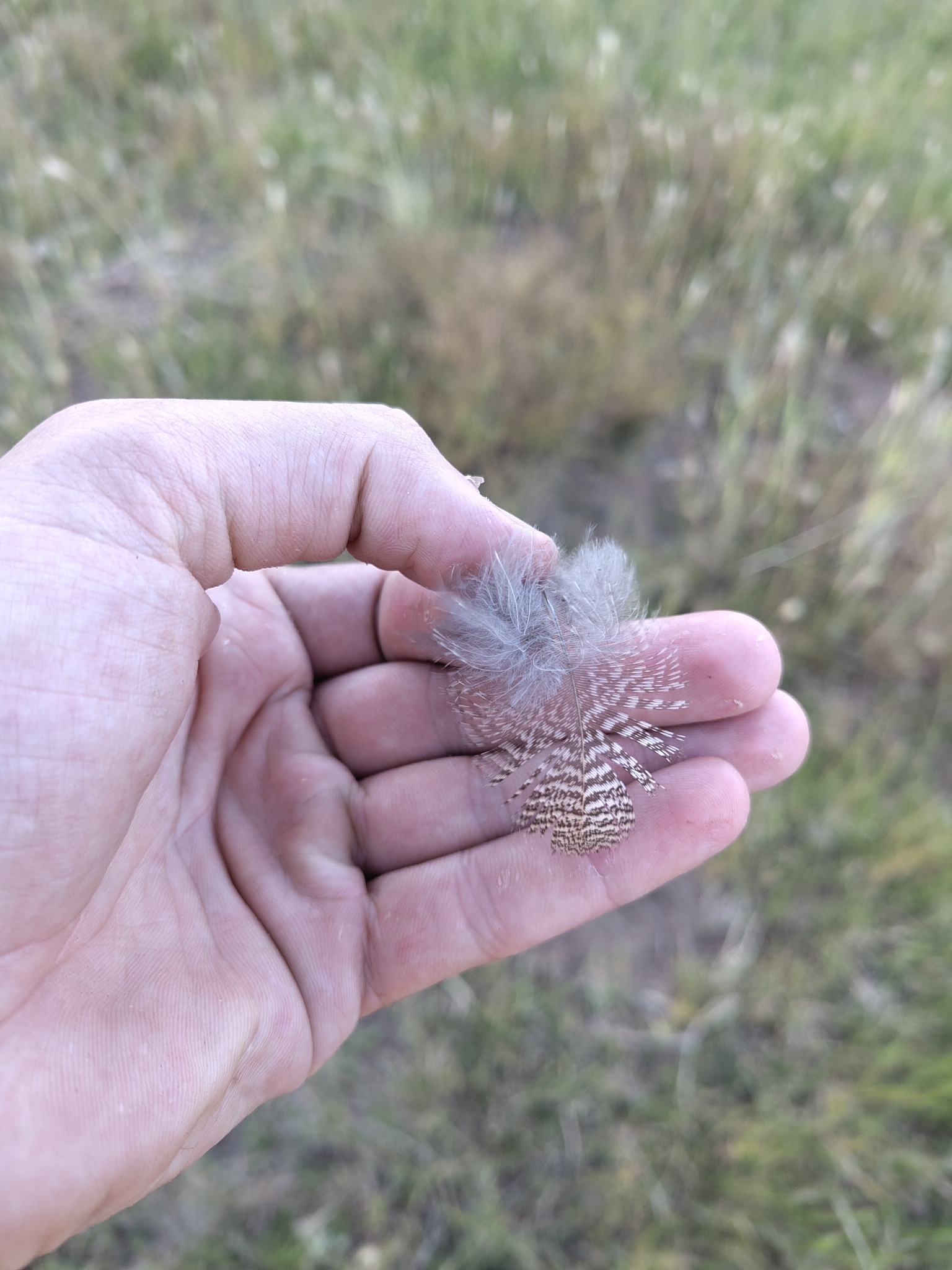 Red-billed Spurfowl (Pternistis adspersus), photo 10